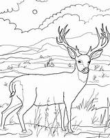 Wild Coloring Pages Animal Deer Printable Kids sketch template