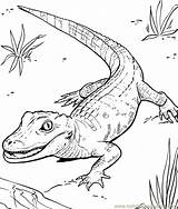Coloring Pages Amphibians Reptiles Template sketch template