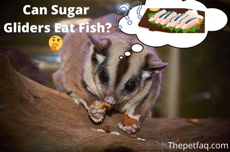 sugar gliders eat fish    toxic shrimp tuna salmon  thepetfaq