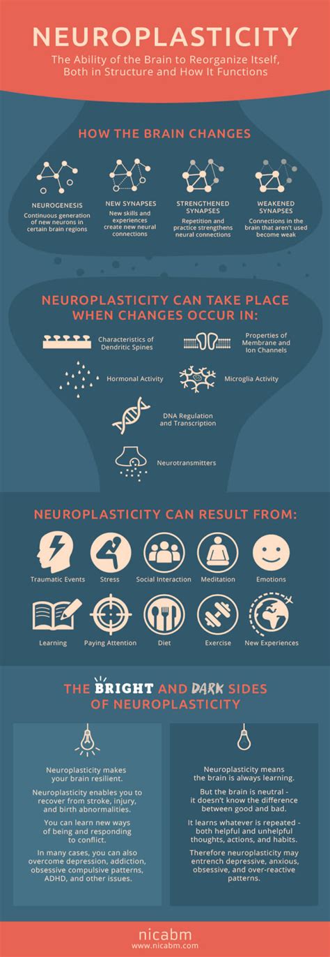 Infographic Neuroplasticity