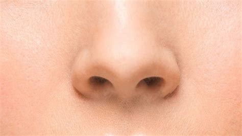 bentuk hidung