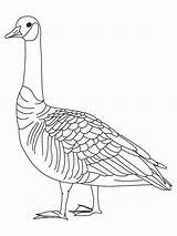 Goose Coloring Pages Canada Drawing Geese Goosebumps Slappy Color Barren Baby Printable Canadian Birds Getcolorings Print Kids Recommended Getdrawings Gooses sketch template