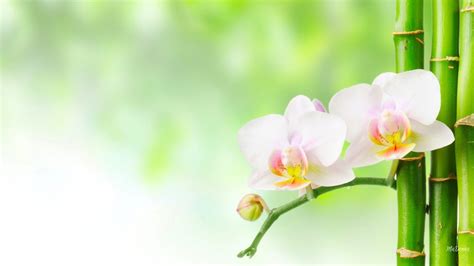 flower bamboo orchids bokeh soft orchid spa flowers green flower hd