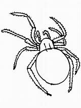 Spider Coloring Tarantula Drawing Netart Getdrawings sketch template