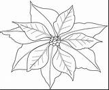 Poinsettia Drawing Outline Coloring Getdrawings Sheets sketch template