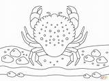 Crab Colorir Caranguejo Desenhos Gorducho Colorironline sketch template