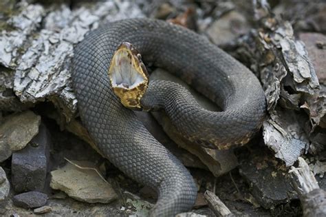cottonmouth flickr photo sharing