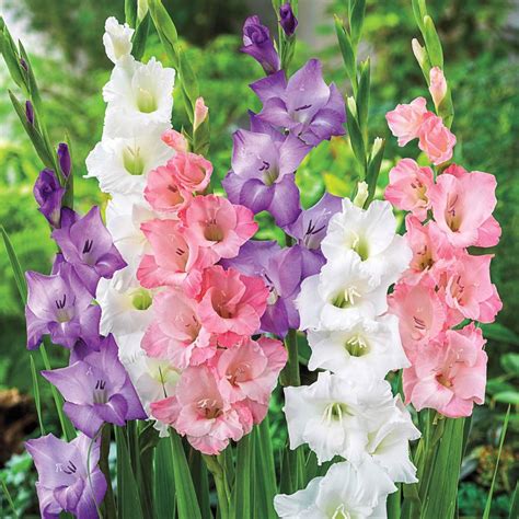 brecks pastel gladiolus bulb mixture multi colored flowers  pack