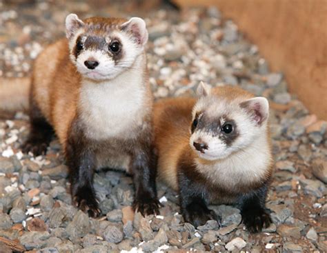 ferret  life  animals