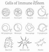 Immune System Cell Army Types Human Different Illustration Infection Fight Stock Now Illustrations sketch template