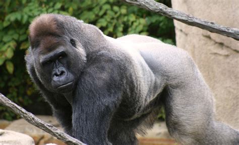 untrained strongmen   silverback gorilla  side wins