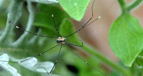 weird mating habits  daddy longlegs science news
