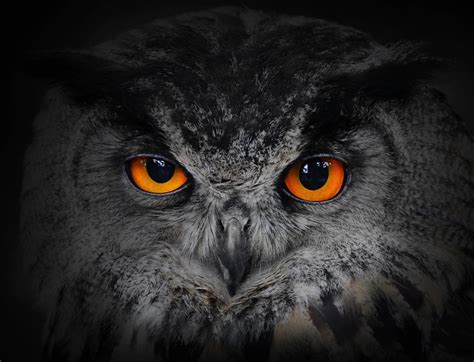interesting owl facts night vision    degree head swivel