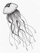 Jellyfish Drawing Tentacles Draw sketch template