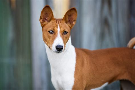 dogs  pointy ears  stand   pictures readers digest