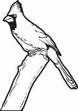 Cardinal Coloring Pages Printable Branch 700px 04kb Kids sketch template
