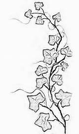 Ivy Vine Drawing Tattoo Vines Tattoos Flowers Leaf Line Poison Plant Thin Outline Small Simple Leaves Drawings Draw Drawn Women sketch template