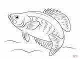 Coloring Crappie Pages Fish Printable Online Drawing Drawings Supercoloring Perch Fishing Adult sketch template