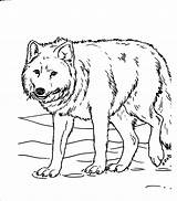 Wolf Coloring Pages Realistic Printable Animal Animals Sheets Wolves Kids Print Template Dog Drawing Tundra Savanna Color Farm Minecraft Getcolorings sketch template