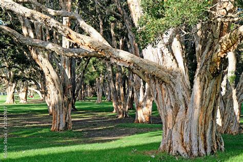 forest  broad leaved paperbark trees  australia  tree     paper bark tea