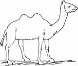 Camel Kids Coloring Pages Printable Desert Color Animals Print Coloringbay Animal Wild Pdf Results Simple sketch template