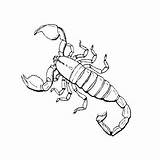 Scorpion Scorpions Insect Colorear Alacranes Bug Insects Escorpiones Scorpio Chachipedia Pag sketch template