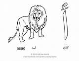 Alif Arabic Alphabet اسد Asad Taa Arnab Baa Activities Khaled Alia Muslim sketch template