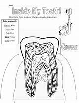 Coloring Dental Tooth Parts Health Teeth Kids Vocabulary Diagram Pages Body Assistant Care Oral Choose Board Color Sheets Children sketch template