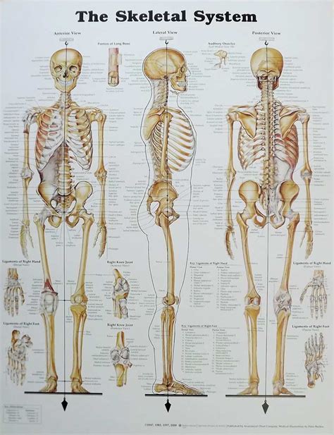 skeletal system anatomical chart poster     man