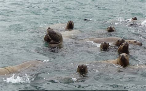 West Coast Lng Project Warns Curious Sea Lions Could Slow Construction