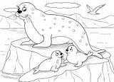 Verbnow Seals sketch template