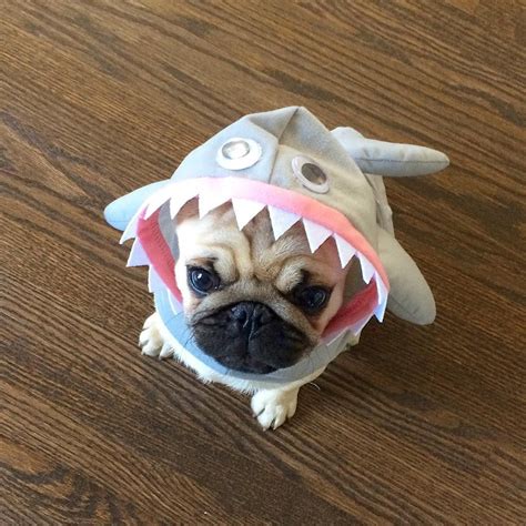 pug puppy   shark costume pugs pug dog pug lover