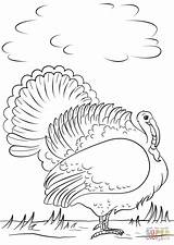 Coloring Turkey Pages Cartoon Wild sketch template