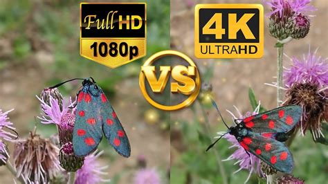 Full Hd 1080p Vs 4k Ultra Hd Sample Test Video Side