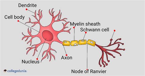 labelled diagram  neuron  detailed decription