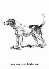 Jagdhund Ausmalbild Hund Zum Collie sketch template