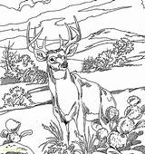 Wildlife Coloring Pages Printable Color Getcolorings Pa Books Print sketch template
