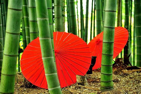 bamboo japan experience