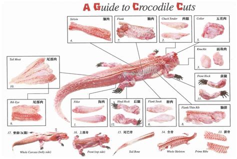 gator tail parts diagram
