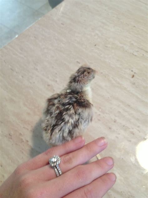 Need Help To Identify Turkey Chick Breed Backyard