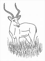 Impala Antilope Ausmalbild Zum Gazelle Getdrawings Designlooter sketch template