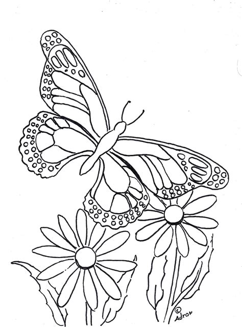 coloring pages  kids   adron butterfly coloring page  print  color