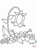 Coloring Pages Printable Bell Flower Drawing sketch template