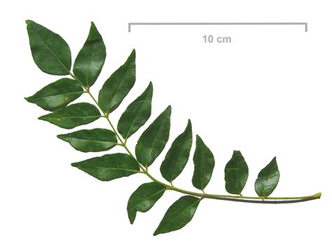 filemurraya koenigii leaves curry leavesjpg wikimedia commons