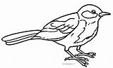 Uccelli Stampare Uccellino Midisegni Migrano Cinciallegra sketch template