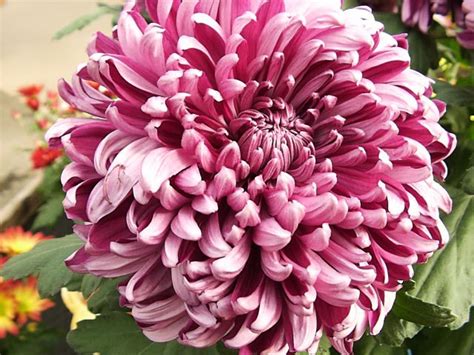 chrysanthemums   grow  care  chrysanthemum plants garden helper gardening