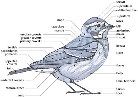 swartzentrovercom external anatomy   bird