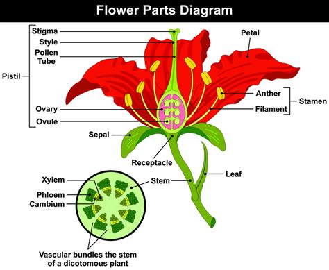 Anatomy Of A Flower Floraqueen