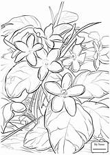 Flor Mayflower Thanksgiving Arbutus Trailing Bird Sheets Supercoloring sketch template