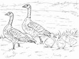 Goose Coloring Family Cackling Canada Clipart Snow Pages Geese Flying Baby Nene Printable Color Template Drawings Book Supercoloring Sketch Clipground sketch template